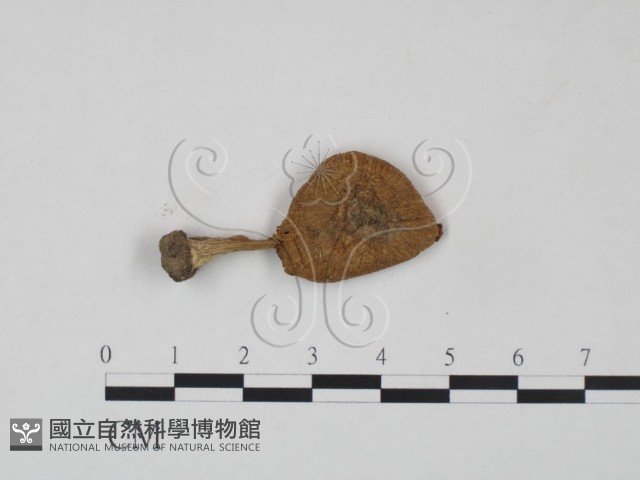 登錄號:F0021966藏品圖，第1張