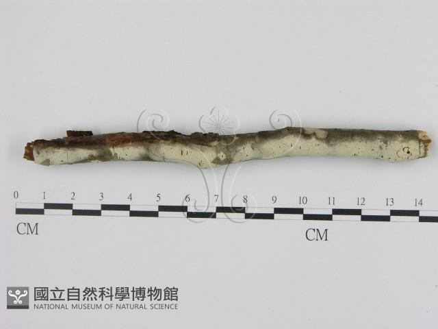 剛毛絲皮菌藏品圖，第1張