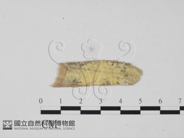 登錄號:F0011966藏品圖，第1張