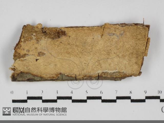 登錄號:F0031966藏品圖，第1張