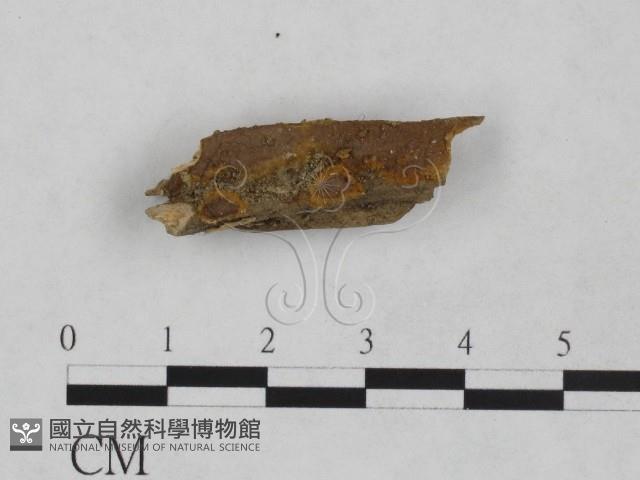 刺革菌屬藏品圖，第1張