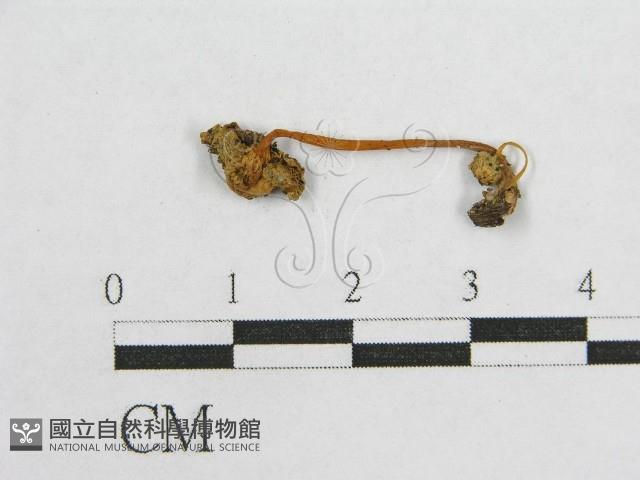 登錄號:F0004966藏品圖，第1張