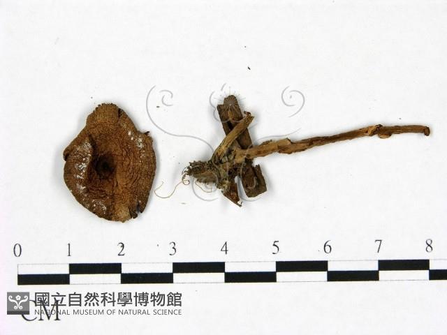 登錄號:F0022966藏品圖，第1張