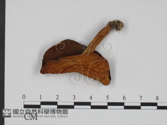 登錄號:F0012966藏品圖，第1張