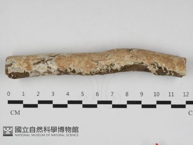 登錄號:F0032966藏品圖，第1張