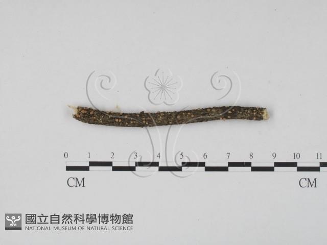 登錄號:F0017966藏品圖，第1張