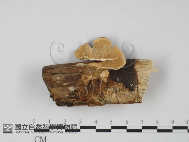 登錄號:F0005966藏品圖，第1張