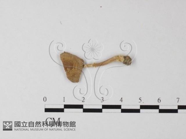 登錄號:F0015966藏品圖，第1張