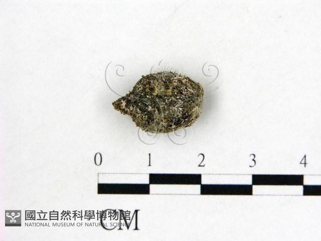 登錄號:F0009966藏品圖，第1張
