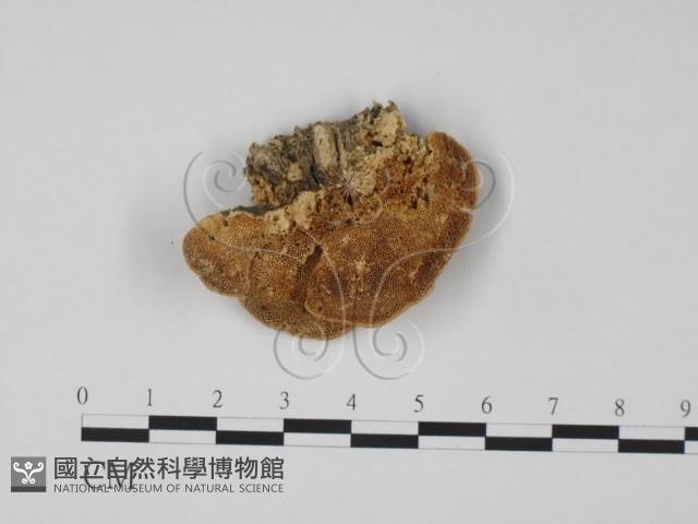 登錄號:F0019966藏品圖，第1張