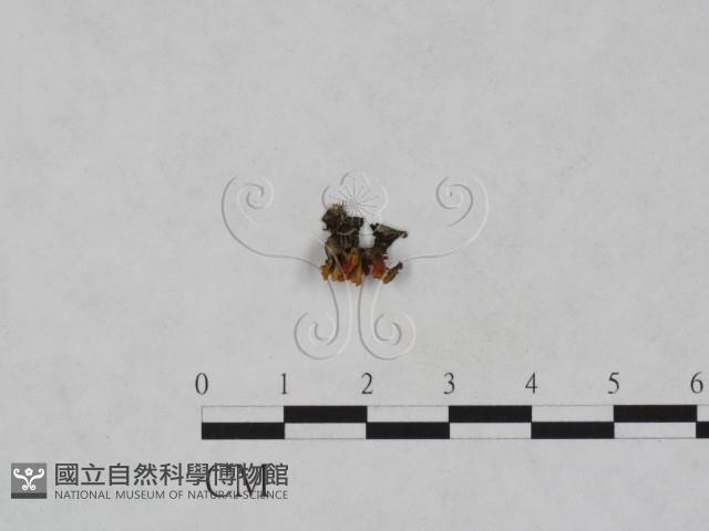 登錄號:F0023966藏品圖，第1張