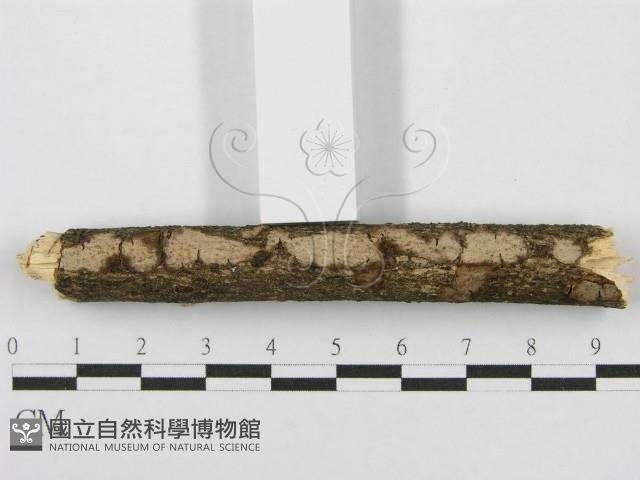 筍殼菌屬藏品圖，第1張