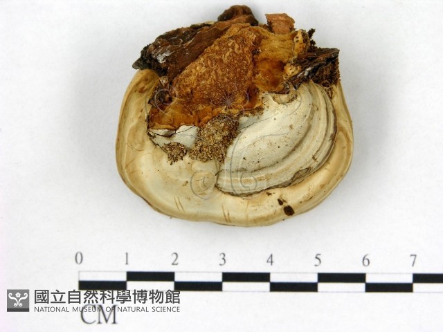 登錄號:F0013966藏品圖，第1張