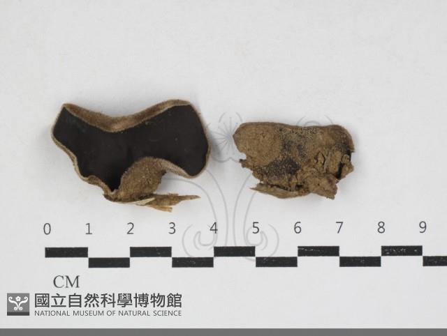 毛木耳藏品圖，第1張