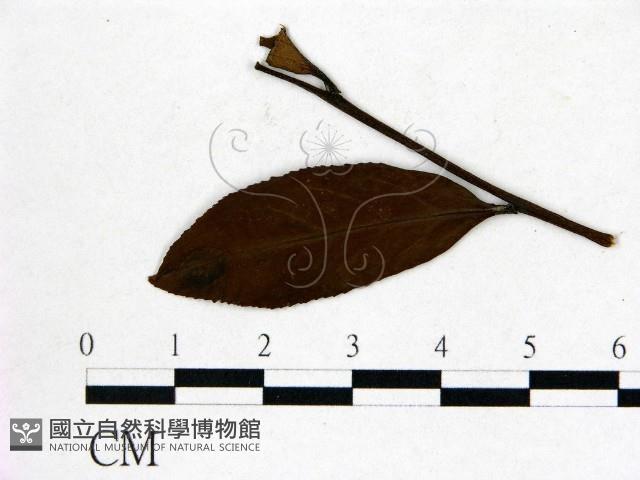 登錄號:F0020666藏品圖，第1張