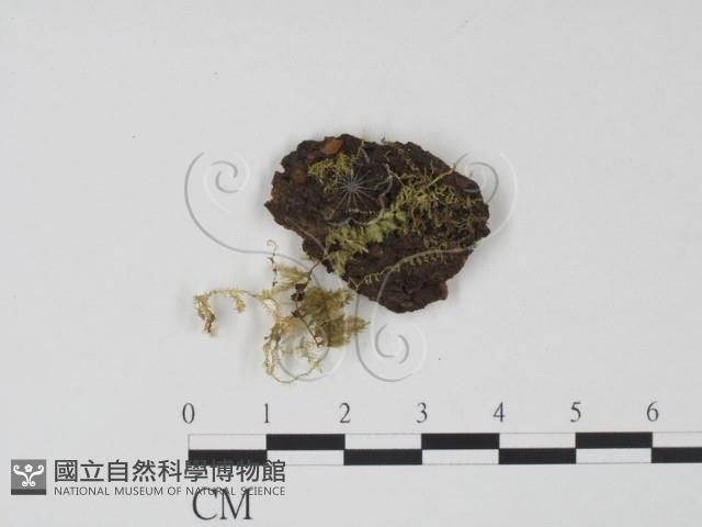登錄號:F0000666藏品圖，第1張