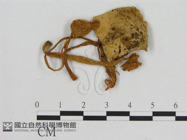 小菇屬藏品圖，第1張