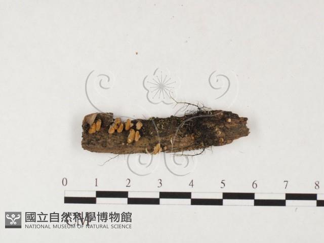 登錄號:F0026666藏品圖，第1張