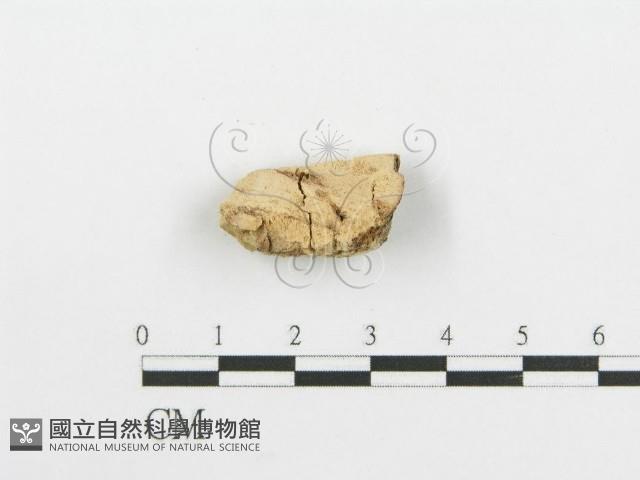 登錄號:F0006666藏品圖，第1張