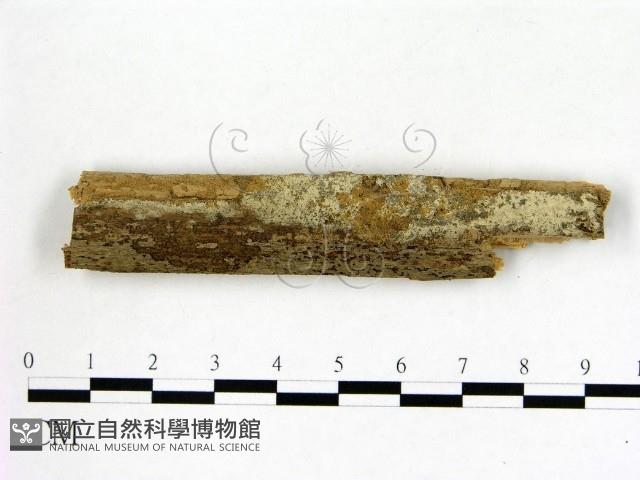 冇骨消絲齒菌藏品圖，第1張