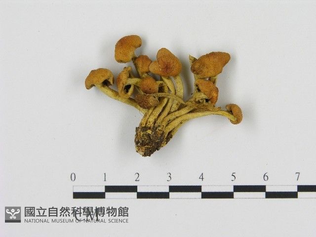 登錄號:F0004666藏品圖，第1張