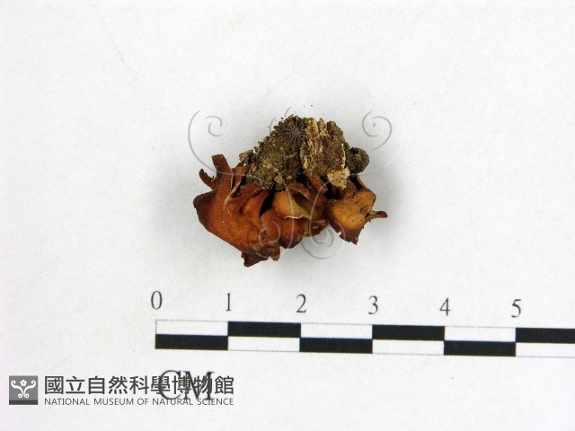 登錄號:F0014666藏品圖，第1張