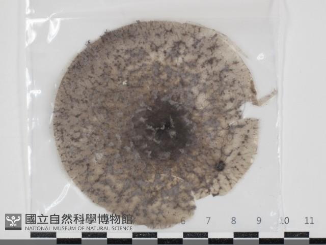 登錄號:F0034666藏品圖，第1張