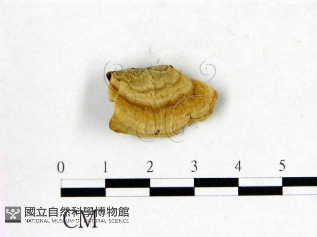 韌革菌屬藏品圖，第1張