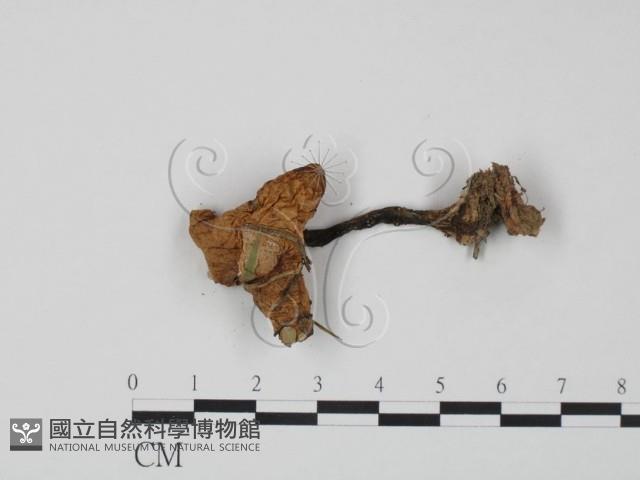 登錄號:F0002666藏品圖，第1張
