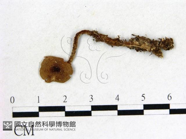 登錄號:F0012666藏品圖，第1張