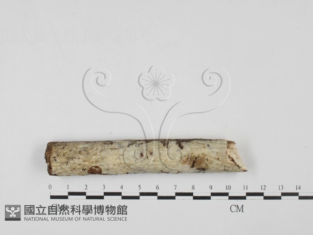 登錄號:F0027666藏品圖，第1張