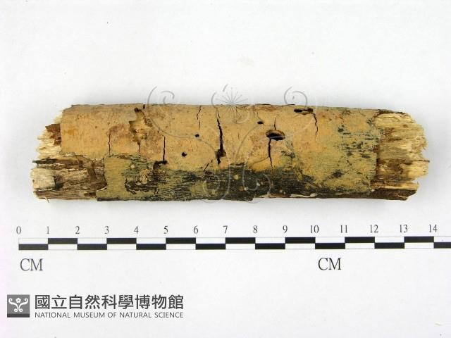 登錄號:F0007666藏品圖，第1張