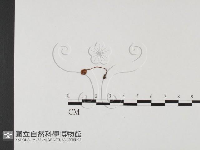 登錄號:F0025666藏品圖，第1張