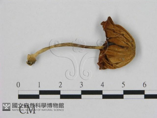 登錄號:F0005666藏品圖，第1張