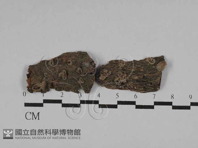 毛木耳藏品圖，第1張