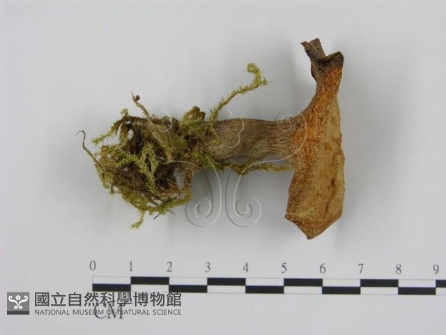 登錄號:F0009666藏品圖，第1張