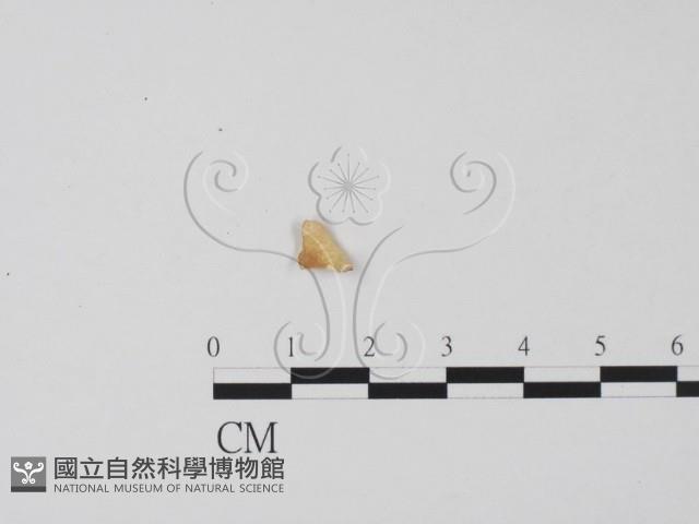 登錄號:F0019666藏品圖，第1張