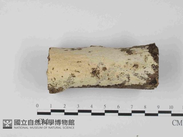 登錄號:F0023666藏品圖，第1張