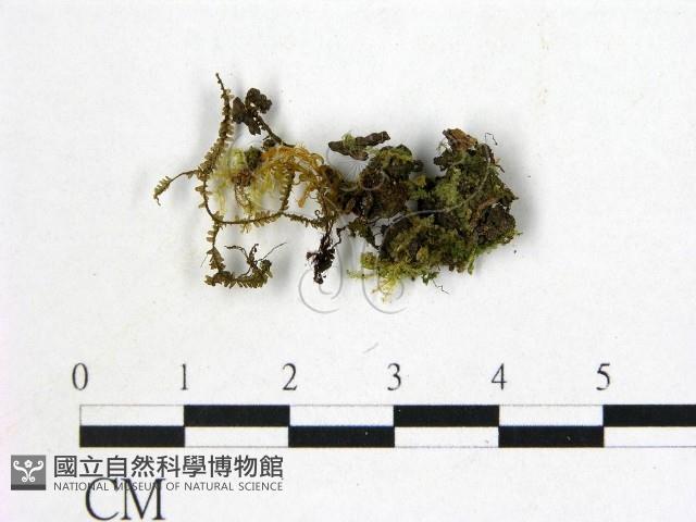 登錄號:F0003666藏品圖，第1張