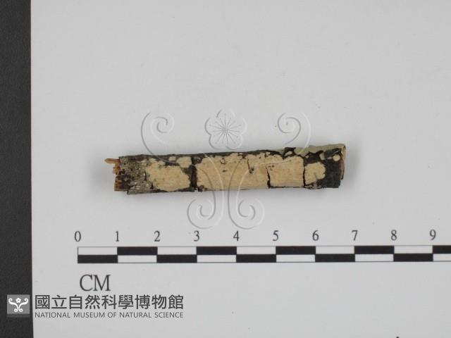 登錄號:F0013666藏品圖，第1張