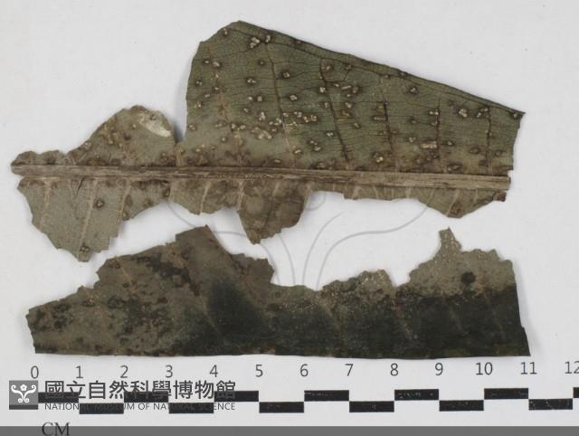 登錄號:F0033666藏品圖，第1張