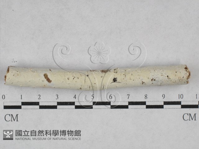 冇骨消絲齒菌藏品圖，第1張