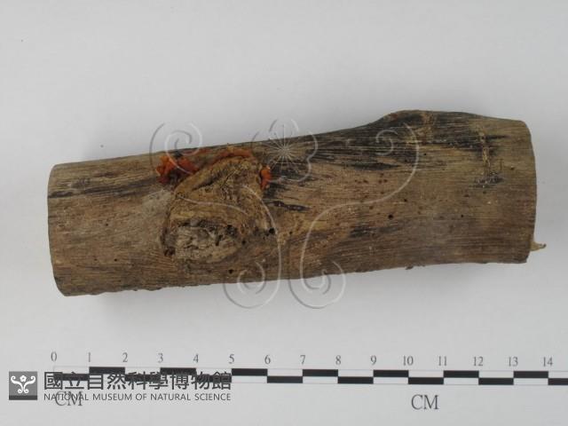 銀耳屬藏品圖，第1張