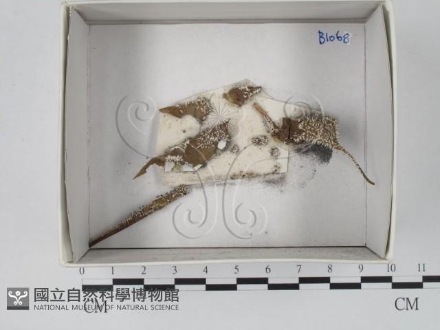 登錄號:F0018466藏品圖，第1張