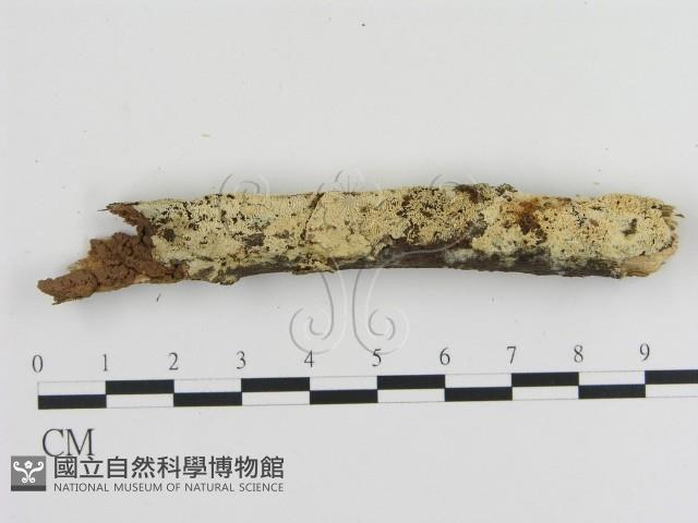 絲齒菌屬藏品圖，第1張