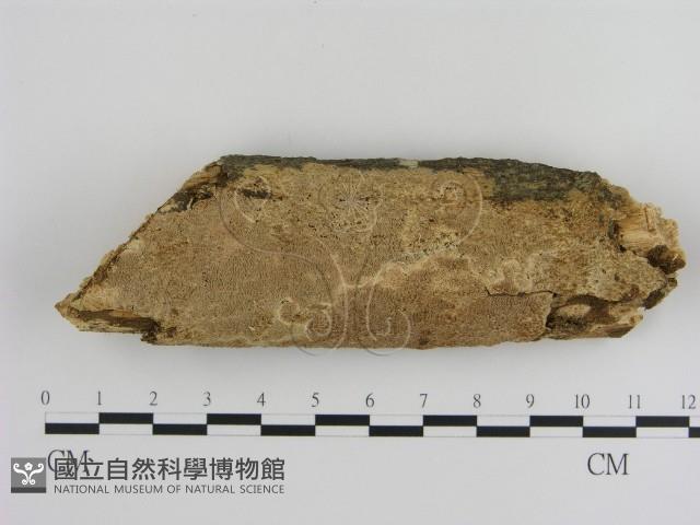 登錄號:F0000466藏品圖，第1張