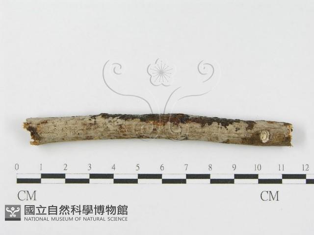 登錄號:F0010466藏品圖，第1張