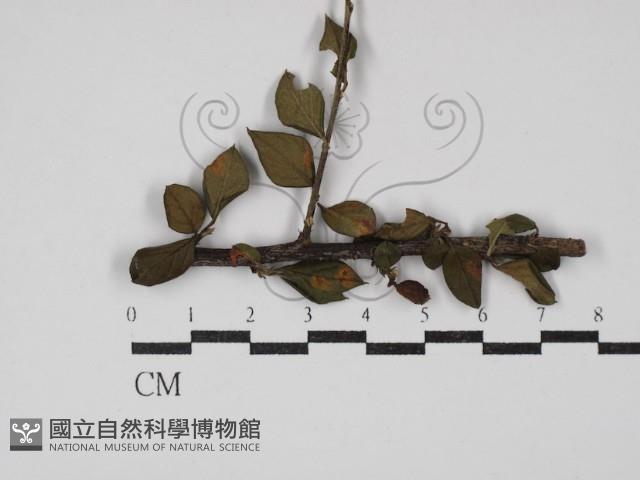 登錄號:F0030466藏品圖，第1張