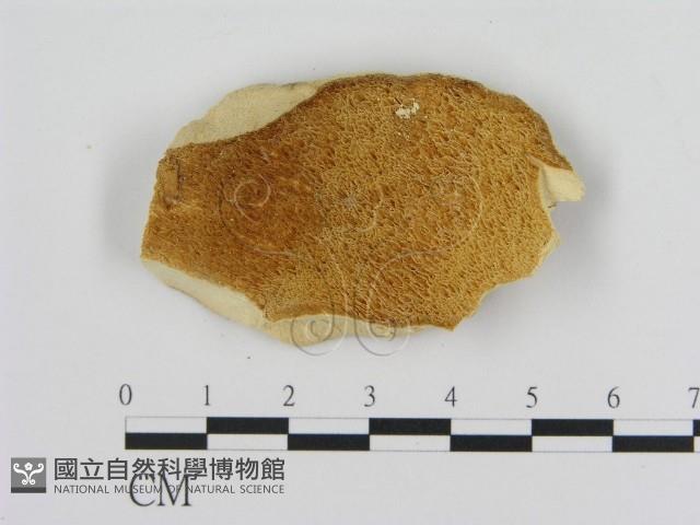 登錄號:F0016466藏品圖，第1張