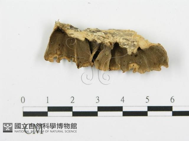登錄號:F0001466藏品圖，第1張